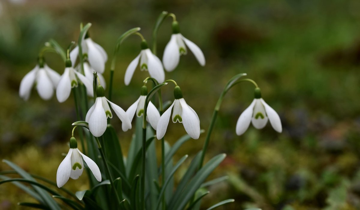Best Ways to Protect Seedlings from Late Frost
