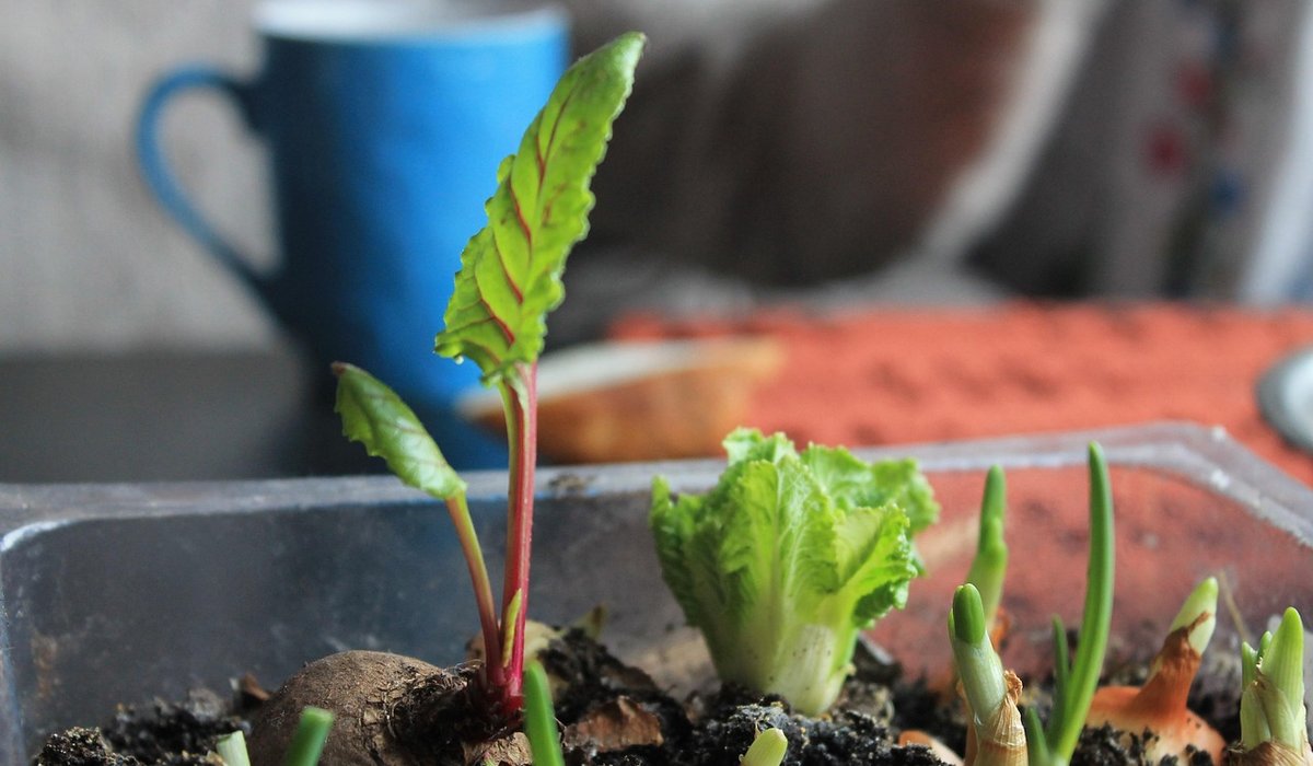 Understanding Plant Hardiness Zones Across Britain