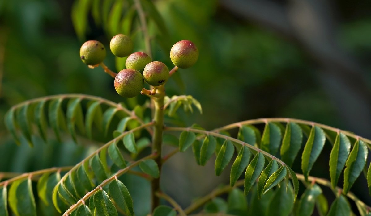 Watering Wisely During Dry Summer Spells